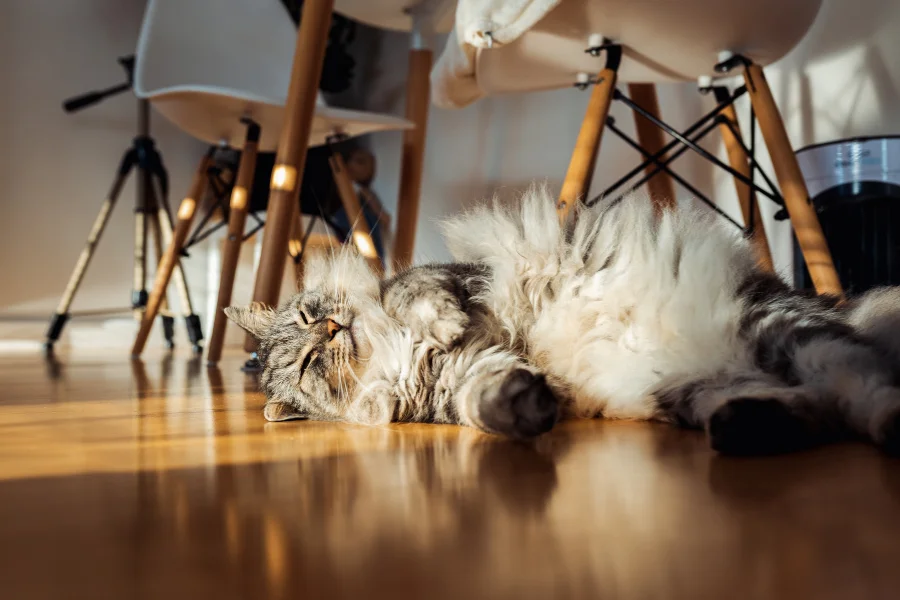 best floors for cat owners